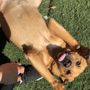Dog goofing around in an autumn outdoor setting