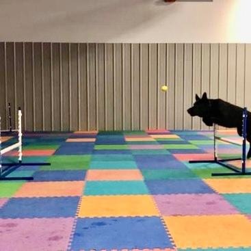 Dog silhouette jumping hurdle on colorful agility mat