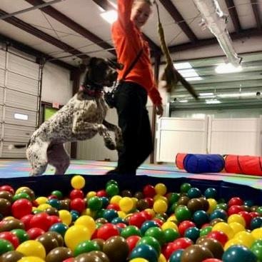 Dog jumping up with handler in ball pit at training facility