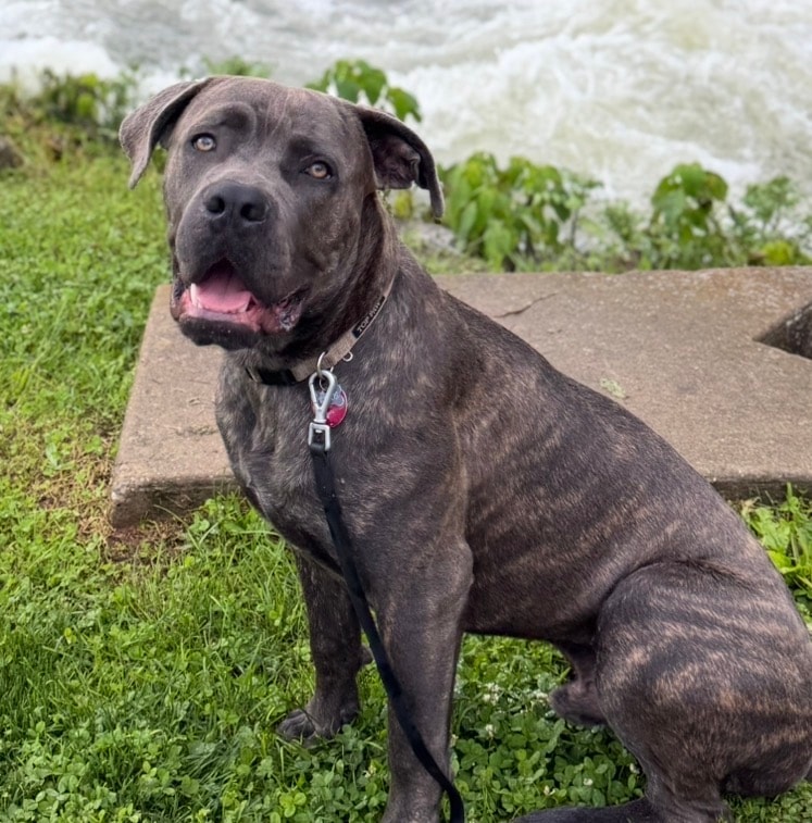 Brindle Cane Corso sitting on grass by rushing water