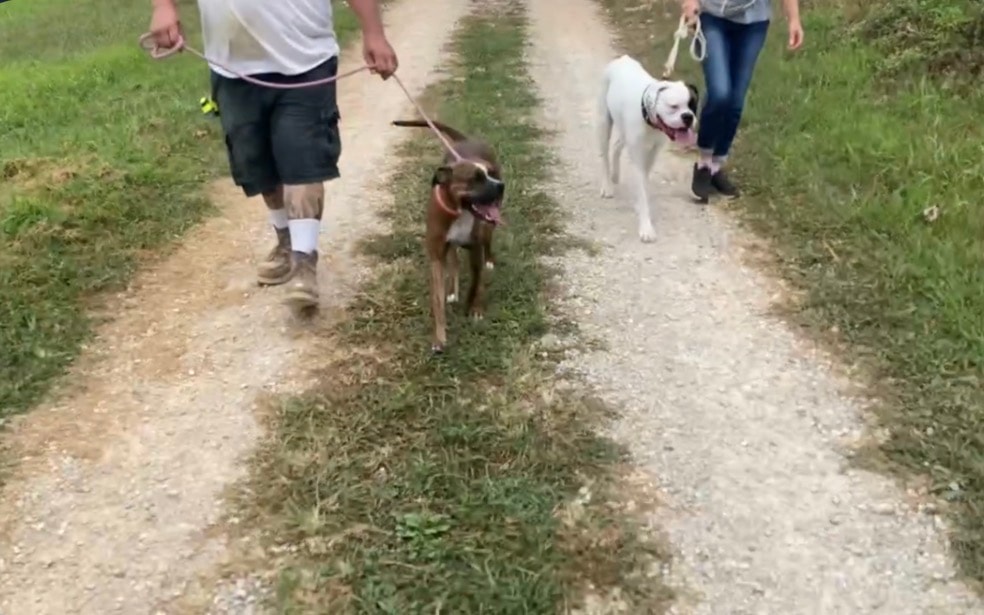 Man and woman walking a brindle Boxer and white Boxer on leash down a gravel trail