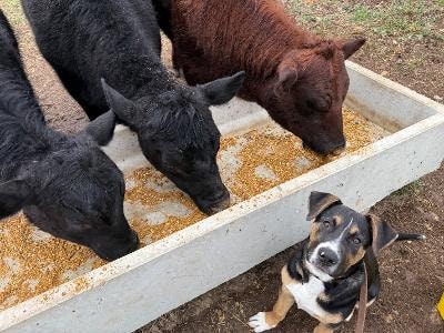 Brick — dog watching cows eat from a trough during public access socialization