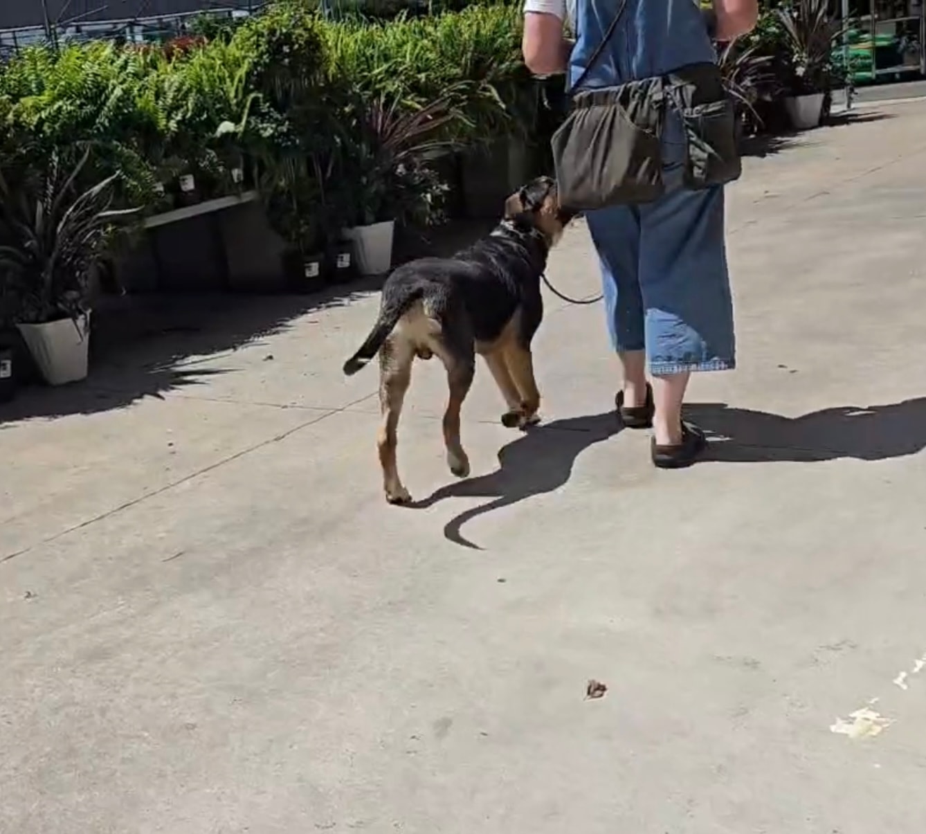 Brick — service dog in training heeling through Lowe's hardware store