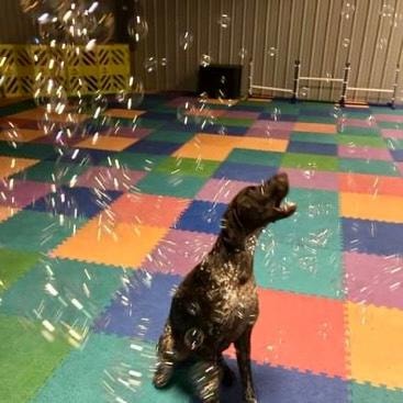 Person blowing bubbles with dog jumping to catch them