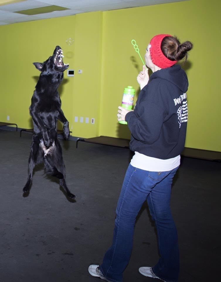 Trainer blowing bubbles with black dog leaping to catch them