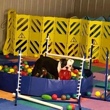 Bulldog playing in colorful ball pit during training enrichment