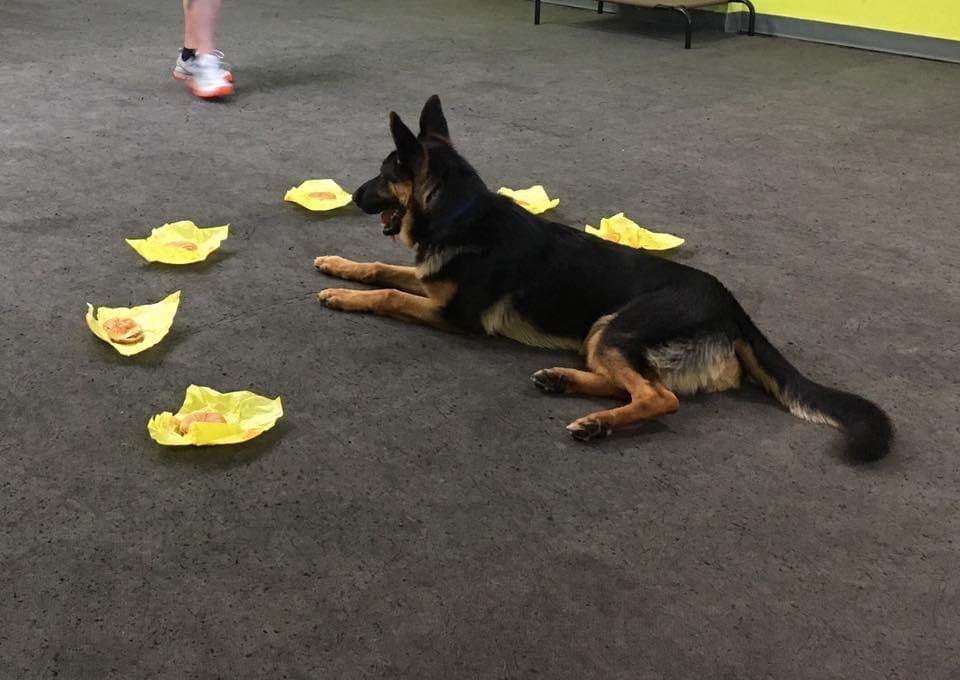 German Shepherd in down-stay surrounded by cheeseburgers
