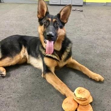 German Shepherd with burger toy resting on paw