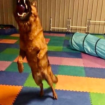 Golden dog leaping to catch a ball on colorful agility mat