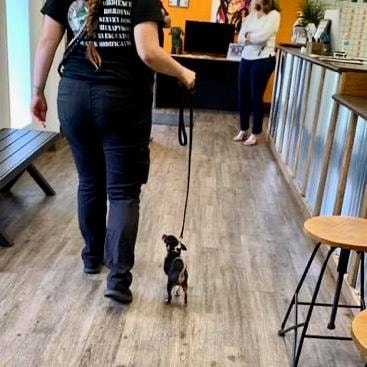 Trainer walking a tiny Chihuahua on leash indoors