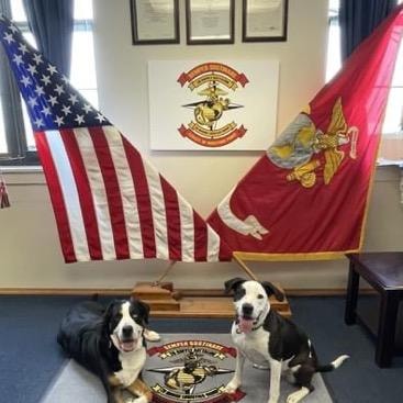Two dogs in a military colonel's office with flags