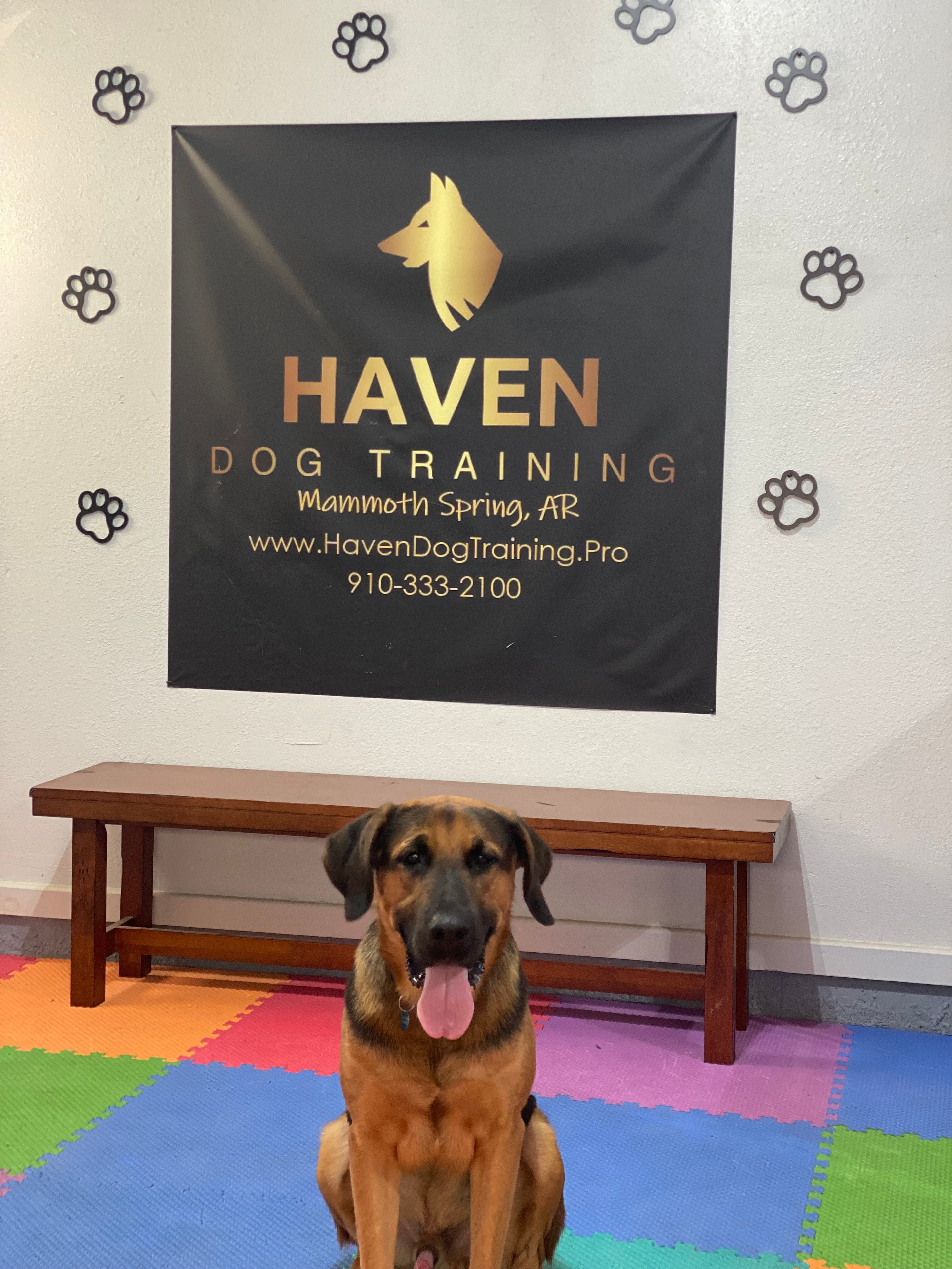 Cooper — graduate at Haven Dog Training sign