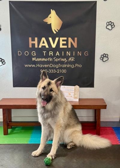 Creed — owner holding graduation certificate with dog at Haven banner