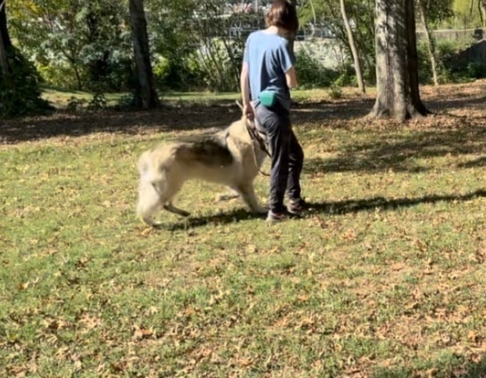 Creed — teen handler walking large fluffy dog on leash in autumn park