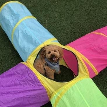 Doodle peeking through colorful play tunnel