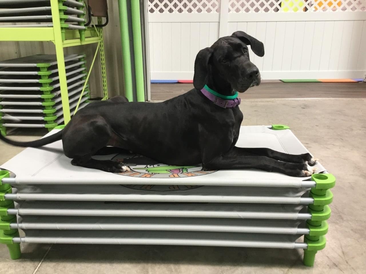 Great Dane on a place board in training facility