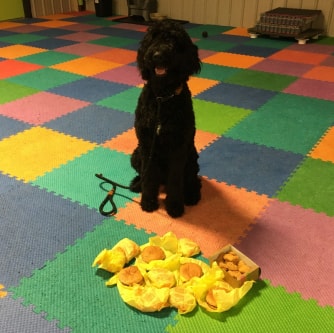 Black doodle with cheeseburger toys on colorful mat