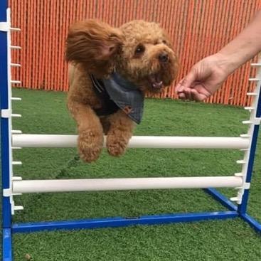Doodle jumping agility hurdle outdoors