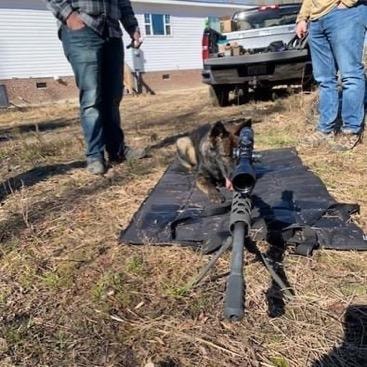 German Shepherd with handler and rifle outdoors