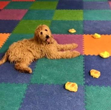 Golden doodle with rubber duck toys on colorful mat
