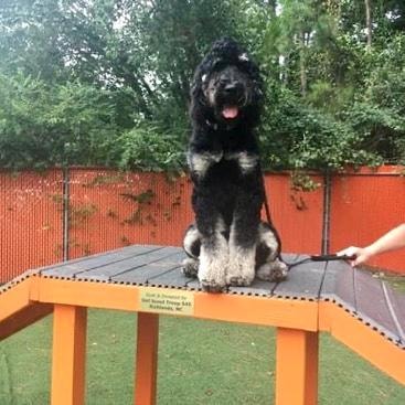 Black doodle on orange agility platform