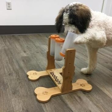Doodle working a puzzle enrichment activity during training