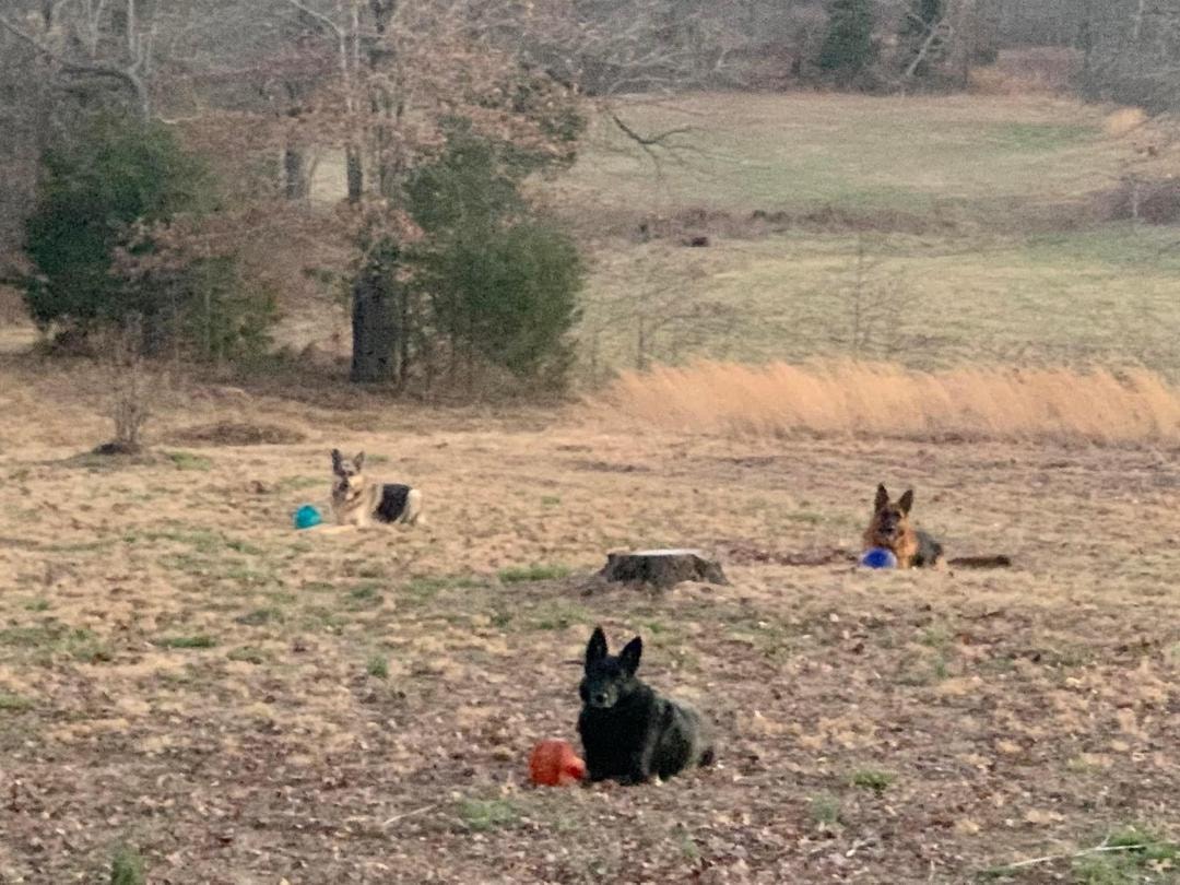 Three dogs in down-stay in an open field