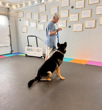Elder German Shepherd posing during training session at Haven