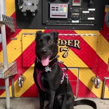 Black dog in front of fire truck