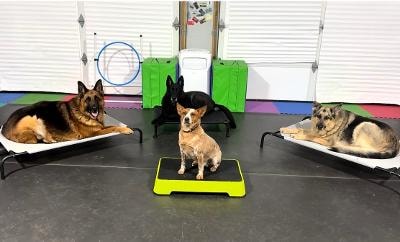 Four dogs holding a place command on individual platforms indoors