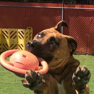Goofball — playful dog making a funny face during training
