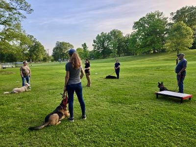 Group obedience class with dogs in down-stay on grassy field