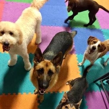Group of dogs on colorful mat