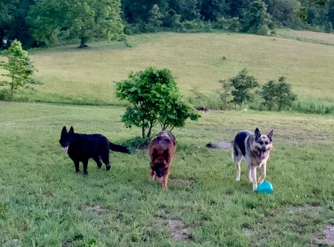 Three dogs playing in grassy field