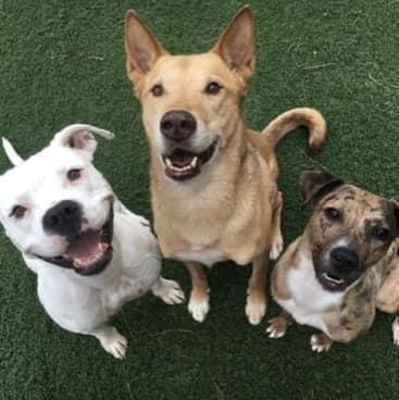 Three dogs sitting on grass