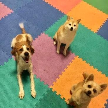 Three dogs on colorful foam mat