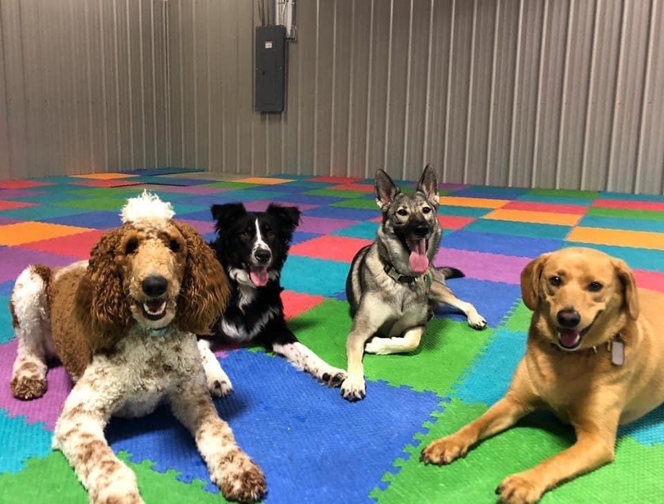 Four dogs lying on colorful mat