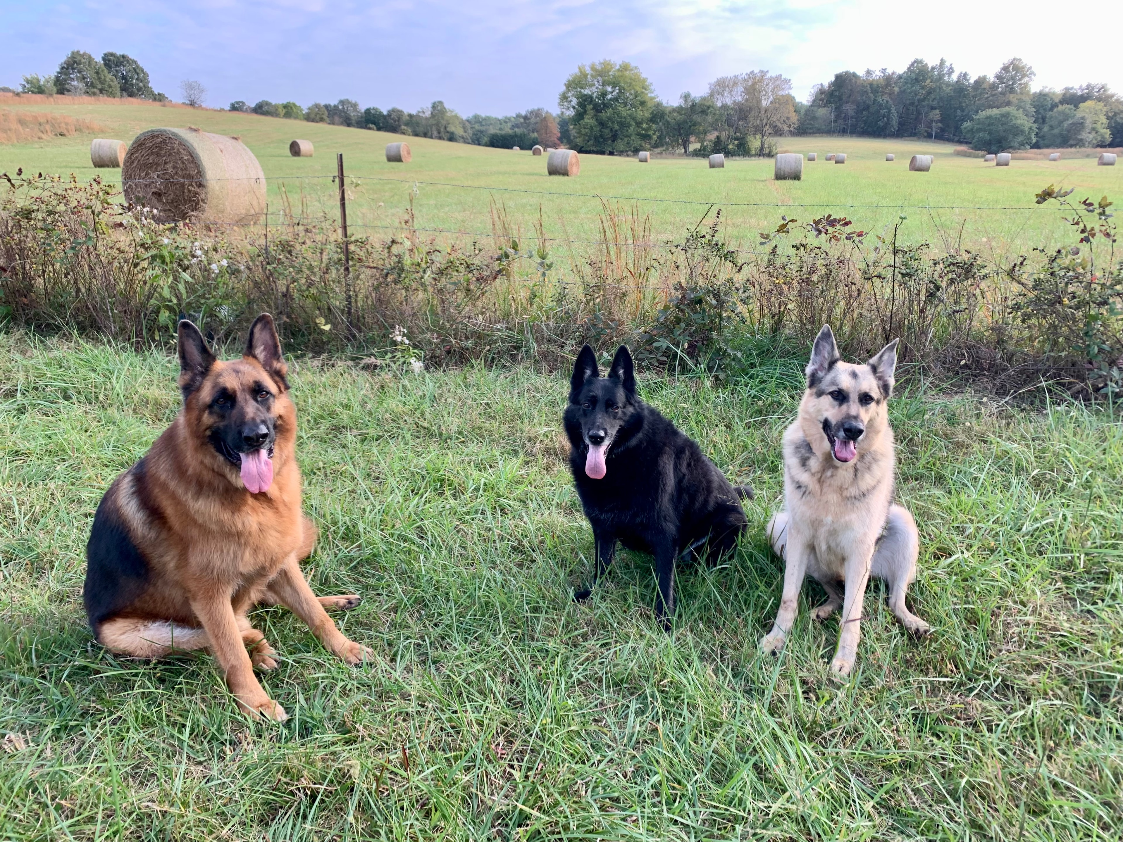 Three German Shepherds in a rural field