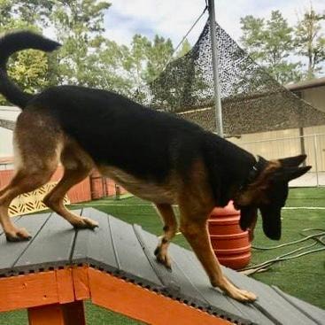 German Shepherd on obstacle course