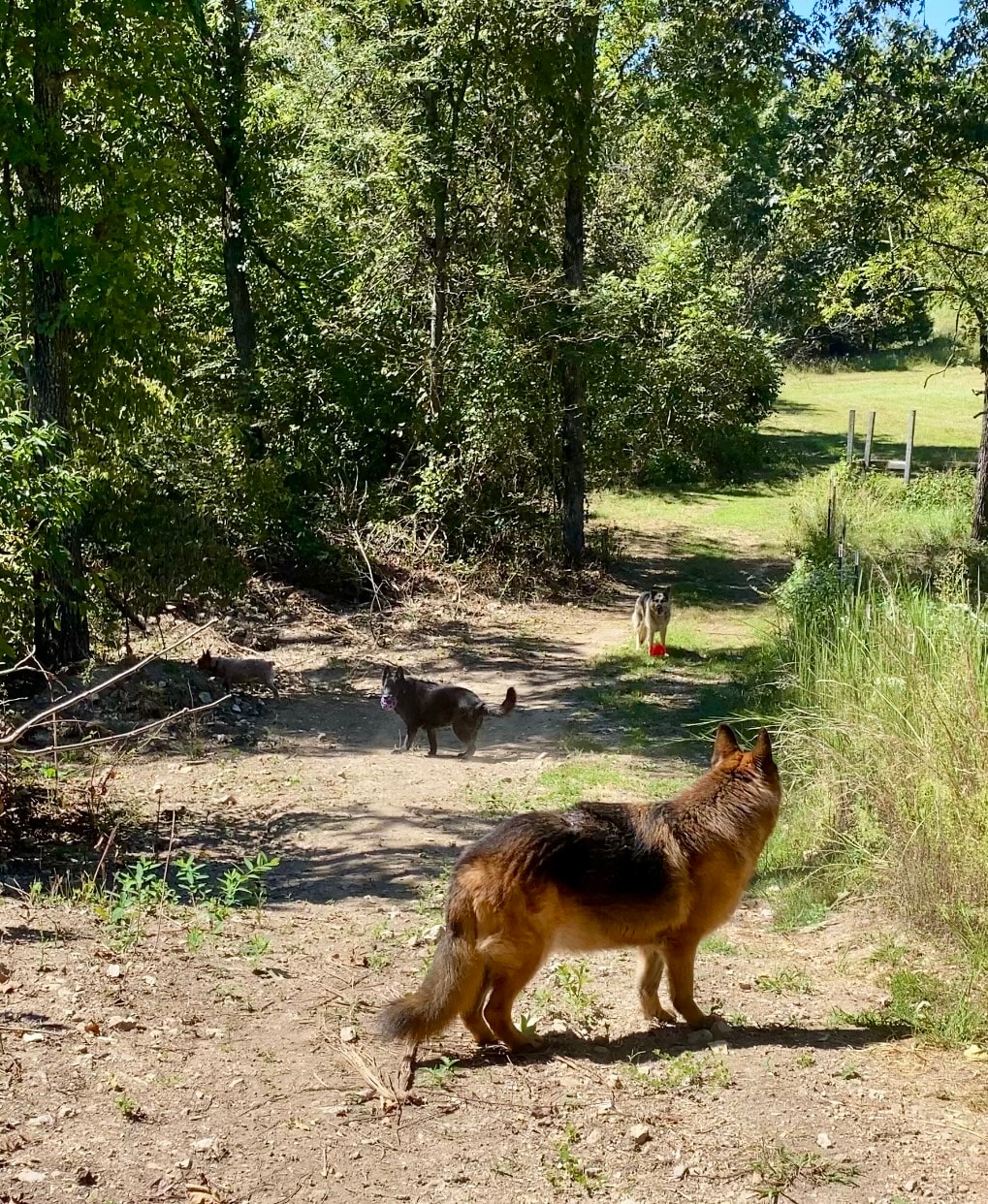 German Shepherd walking on a wooded forest trail during outdoor training