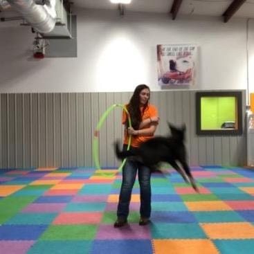 Dog jumping through hoop in training