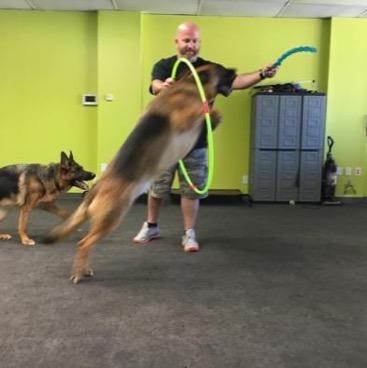 German Shepherd jumping through hoop