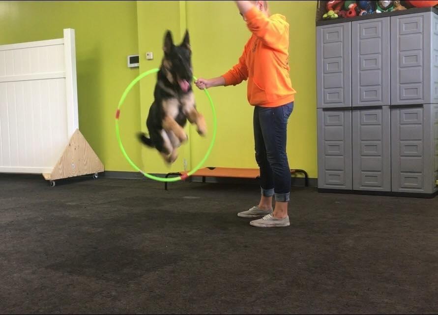 Dog jumping through hoop with trainer