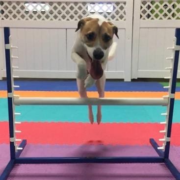 Dog jumping over agility bar