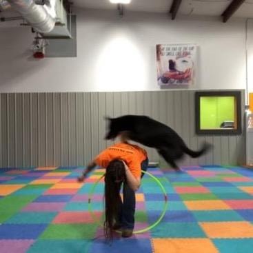 Black dog leaping over trainer doing a backbend through a hula hoop on colorful mat