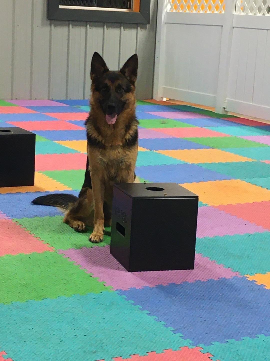German Shepherd sitting alert next to scent detection box on colorful mat