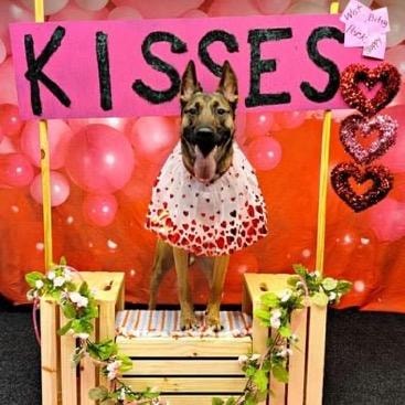 German Shepherd at Kisses booth