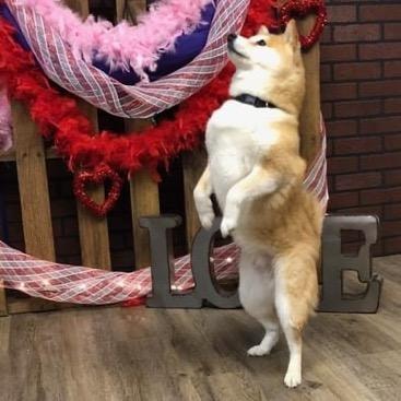 Kuma dancing on hind legs