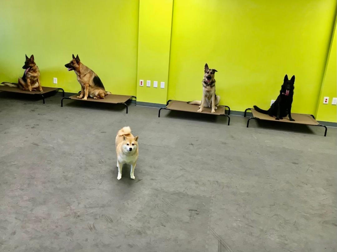 Dogs on place boards in training facility