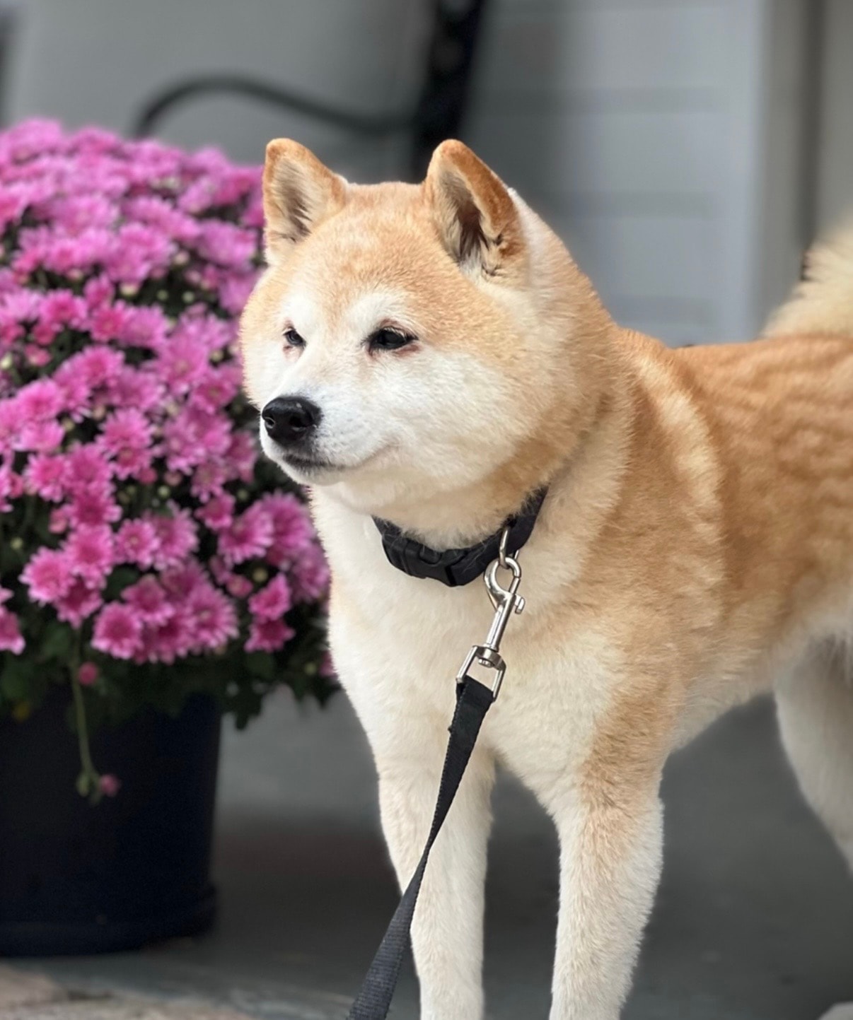 Kuma with flowers